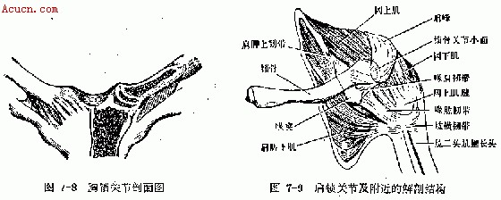 ② 胸锁关节:由锁骨内端,胸骨柄的锁骨切迹与第一肋骨间所形成的摩动