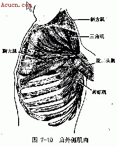 ⑵  肩胛肌肉(图7-10)  肩肱关节的关节囊松弛,韧带薄弱,关节盂较浅