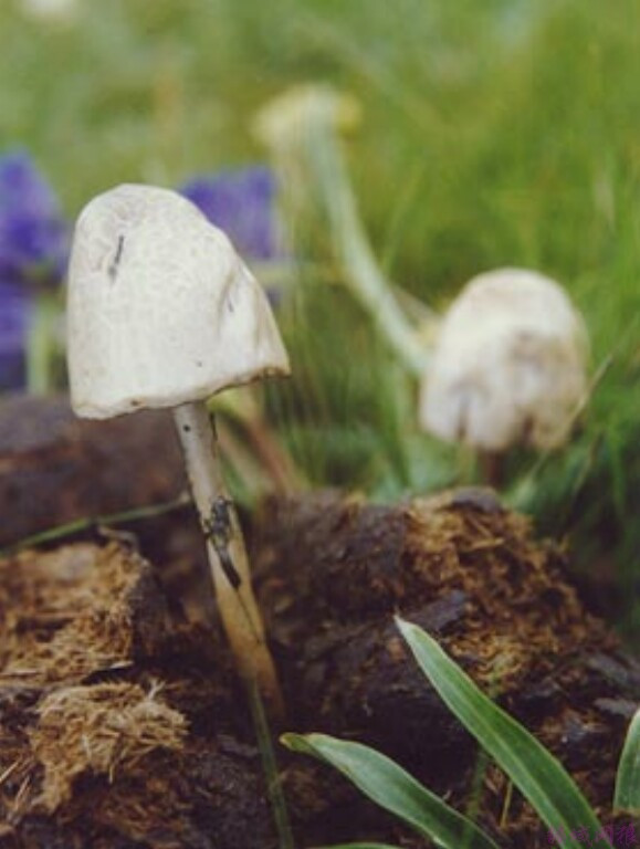 毒蘑菇:其种类很多,常见的有①毒伞(又称蒜叶菌,鬼笔鹅膏,绿帽菌),②