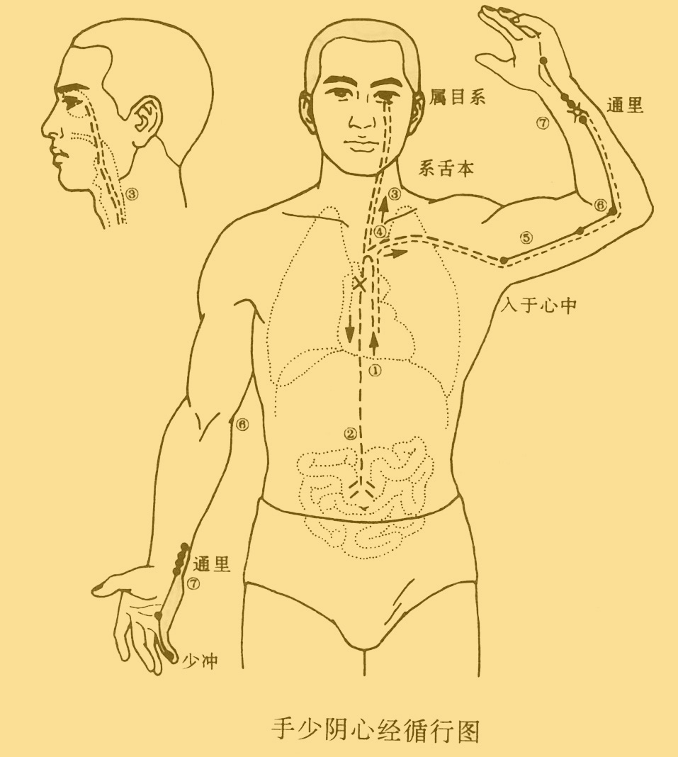 心經經絡養生[極泉 少海 通裡 神門 少府穴]