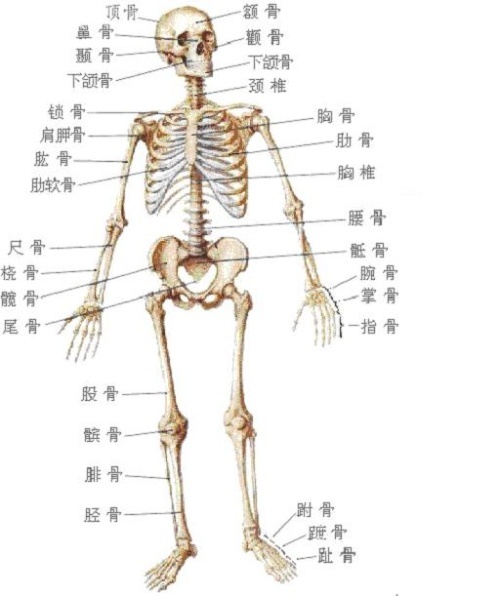 解剖学20个体表标志图片