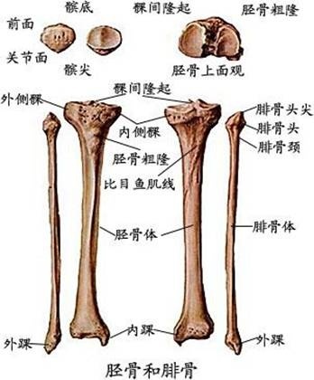 尺侧,外侧也称桡(ráo)侧;小腿的内侧也称胫(jìng)侧,外侧也称腓