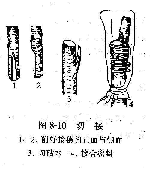 荔枝育苗嫁接繁殖--嫁接