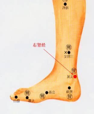 肝经经络图■保卫肝肾的战士脚底有一根筋叫地筋,是通肝的,既能补肝气