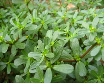 长寿又驻颜的五大平民菜