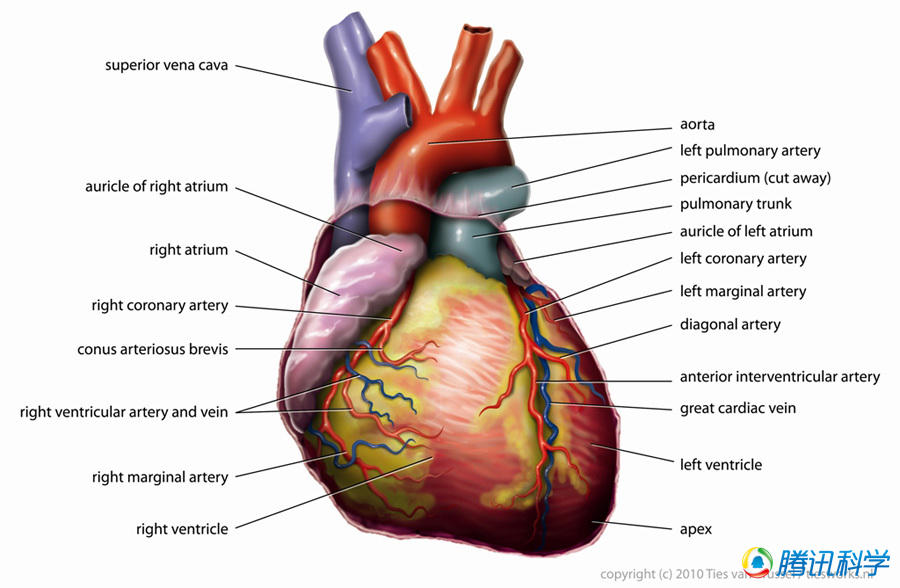 组图关于心脏的七大事实