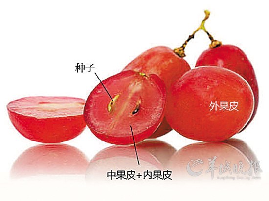 吃水果多在吃皮桃子肉是中果皮西瓜肉是胎座