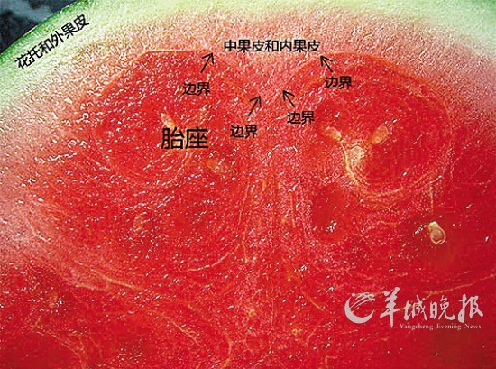 吃水果多在吃皮桃子肉是中果皮西瓜肉是胎座