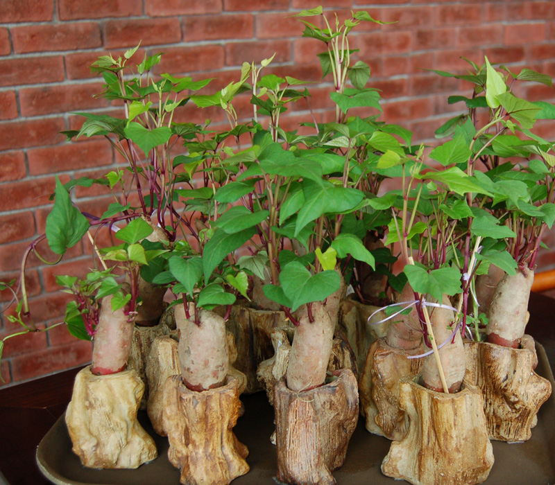 蕙质兰心别出心裁的餐桌绿化红薯盆景