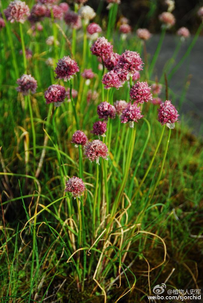 葱:从来南北大不同