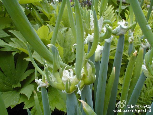 楼葱(图片来自网络)国庆假期回家,放下行李,就匆匆跑到外婆家看了一眼