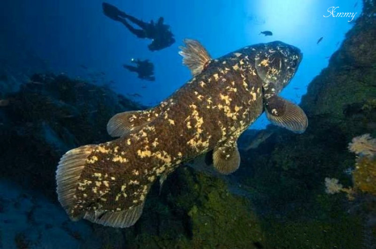 地球上十二大活化石