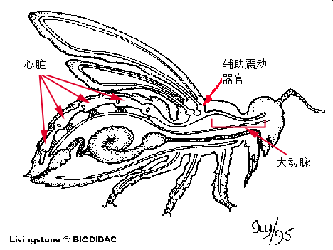 (图1)蚂蚁解剖图几乎每个人都有儿时与昆虫为伴的美好经历,从小我们就