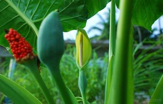 滴水观音开花好不好 多久开一次
