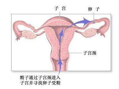 女性尿道两边肉特别长图片