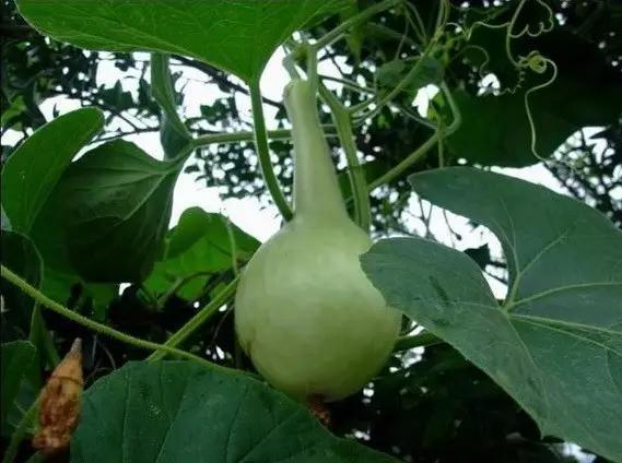 7味苦的瓠子当水果罐头被轻微污染,失去食用价值时,经常会产生"胖听"