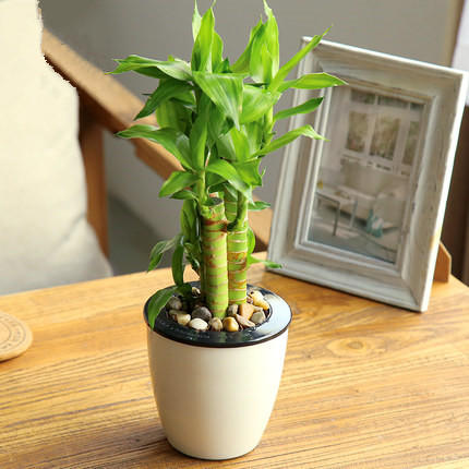 这也是一个名字非常讨喜的盆栽,富贵竹它具有细长潇洒的叶子,翠绿的叶