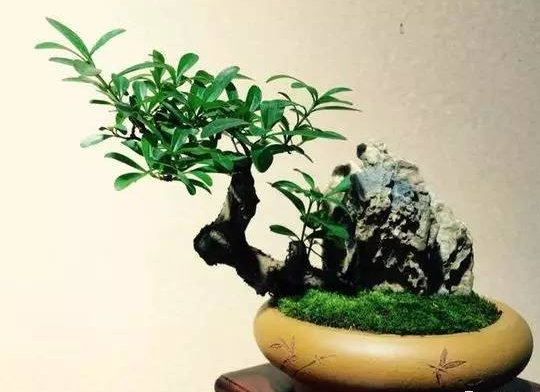 小叶女贞盆景制作技术