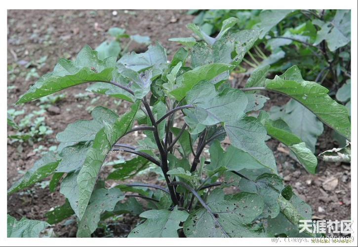 海南常见植物认种17