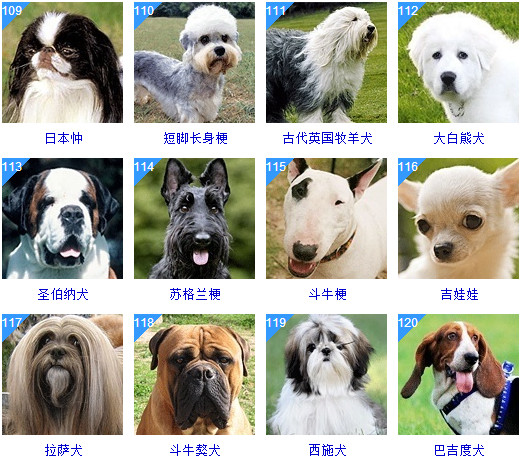 常见宠物犬20种图片