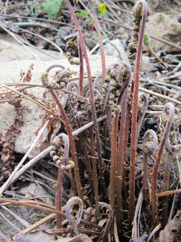 黑龙江常见药食两用山野菜系列之多齿蹄盖蕨猴腿