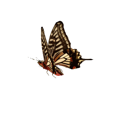 gif动图制作音画溶图花蝴蝶素材