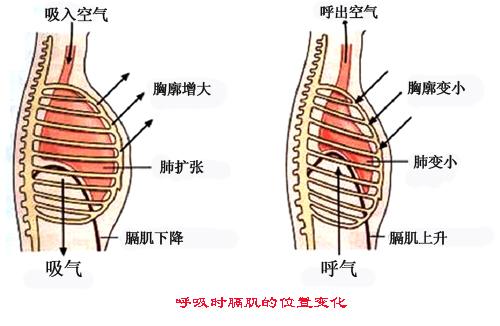 腹式呼吸意味着呼吸运动纯是横膈膜的上下运动为主,以现在的解剖学