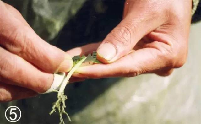 最全面的西瓜嫁接方法图文解读手把手教你