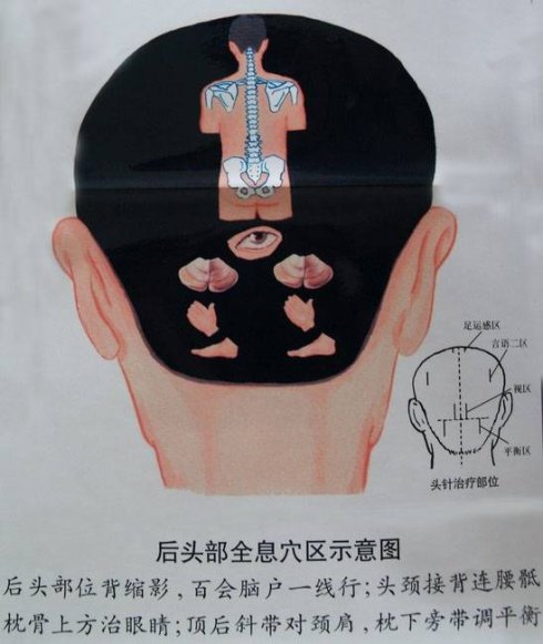头疗全息反射区图图片