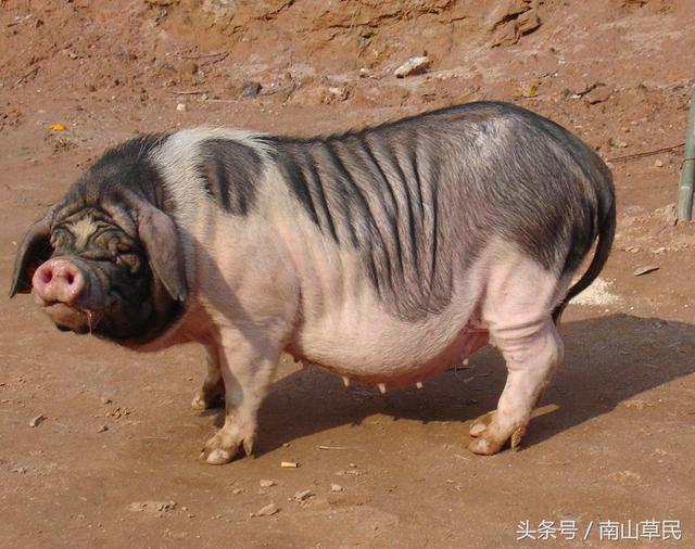 猪有多少品种你知道吗?天蓬元帅族谱大全,看看中国的本土猪是谁
