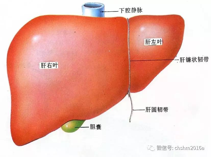 正常肝脏解剖
