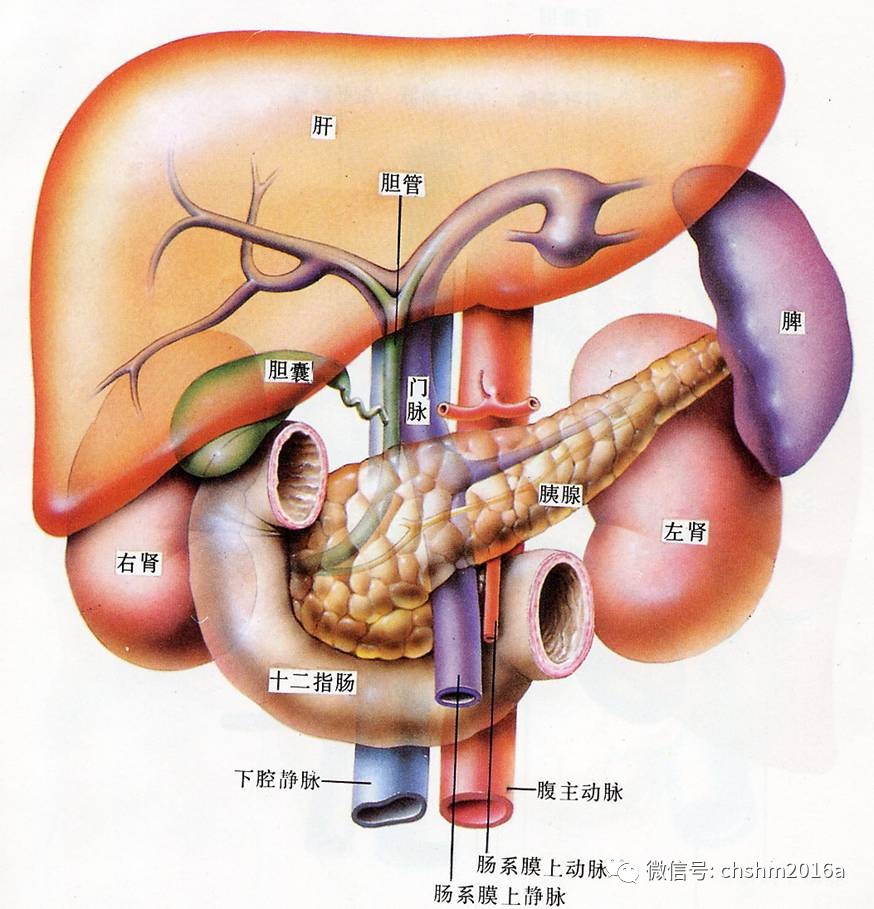 肝脏解剖glisson图片