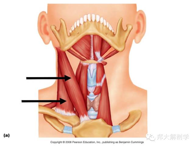 颈部松解 精细解剖学(附视频 好网角收藏夹