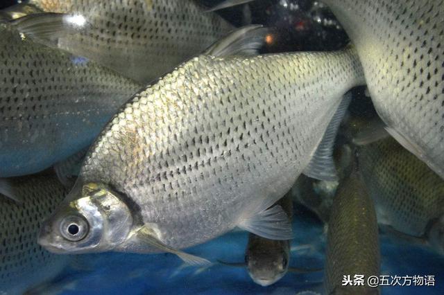 日本常见淡水鱼图片