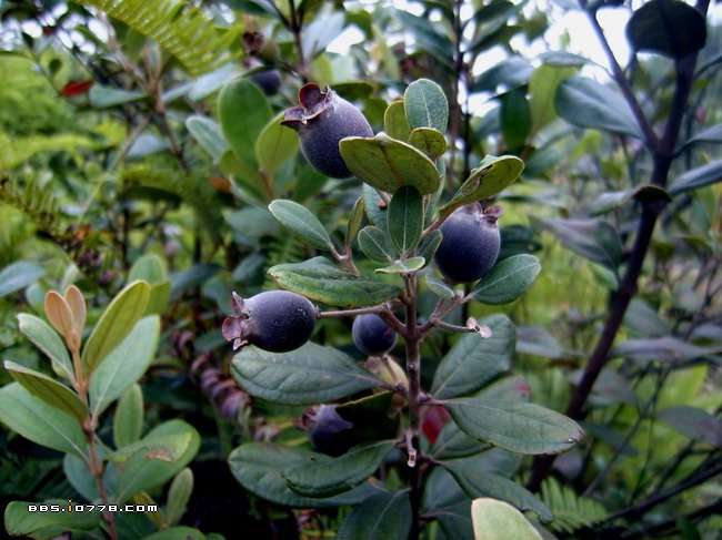 中国常见可生鲜食用野果附图
