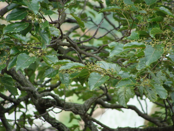 乌饭子,苞越桔,沙沙面,零丁子,黑饭草,康菊紫,大禾子,称杆树,米碎子木