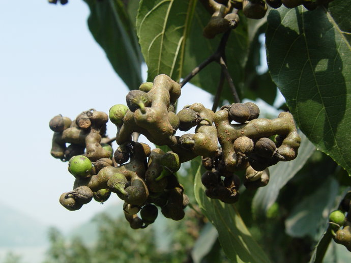 草,康菊紫,大禾子,称杆树,米碎子木,饭筒树,染菽等【拉丁学名】vacci