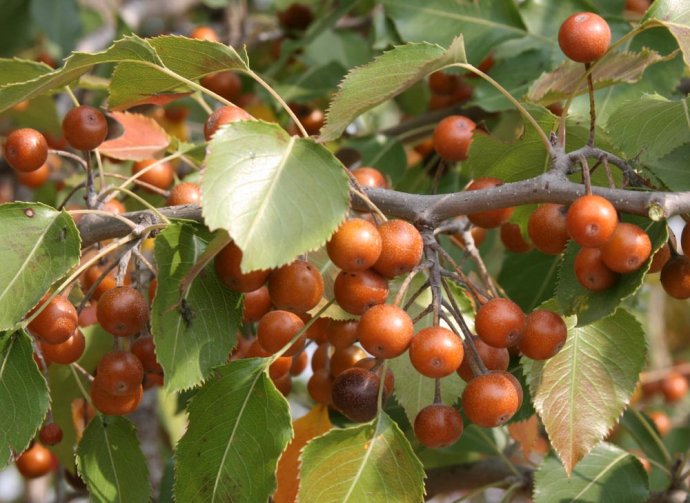 中国常见可生鲜食用野果附图
