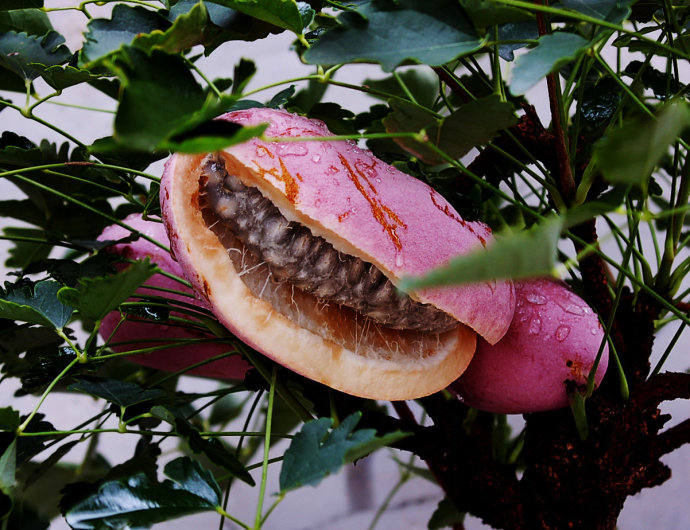 中国常见可生鲜食用野果附图