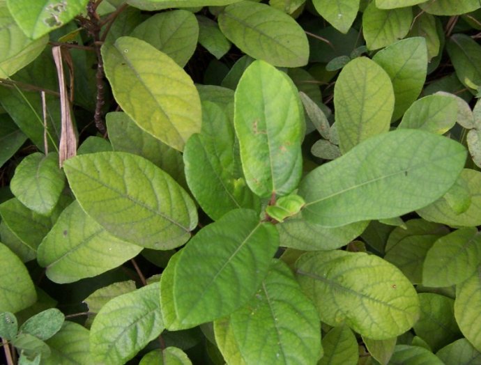 草,康菊紫,大禾子,称杆树,米碎子木,饭筒树,染菽等【拉丁学名】vacci