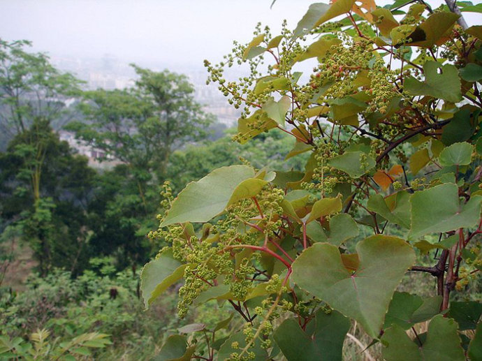 草,康菊紫,大禾子,称杆树,米碎子木,饭筒树,染菽等【拉丁学名】vacci