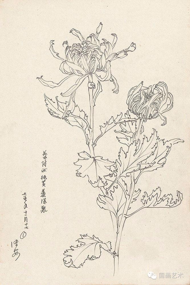 邹传安菊花白描写生作品欣赏