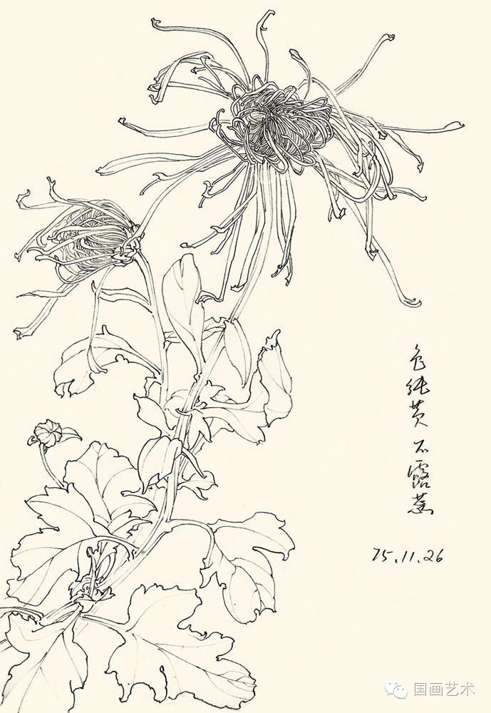 邹传安菊花白描写生作品欣赏
