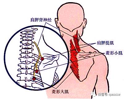精进专题神经篇——肩胛背、胸长神经
