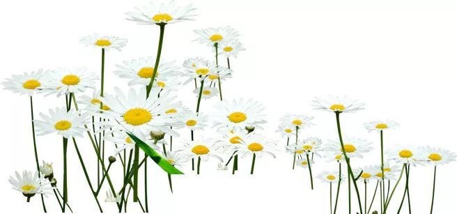 精研中风基础方小续命汤