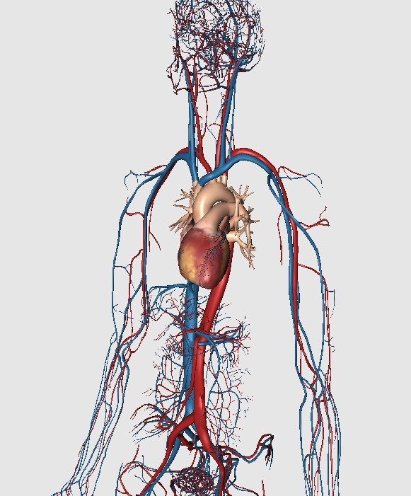 人体血管模拟3d图动画版超清晰肯定有用