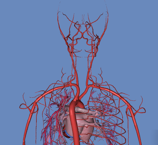 人體血管模擬3d圖動畫版超清晰肯定有用