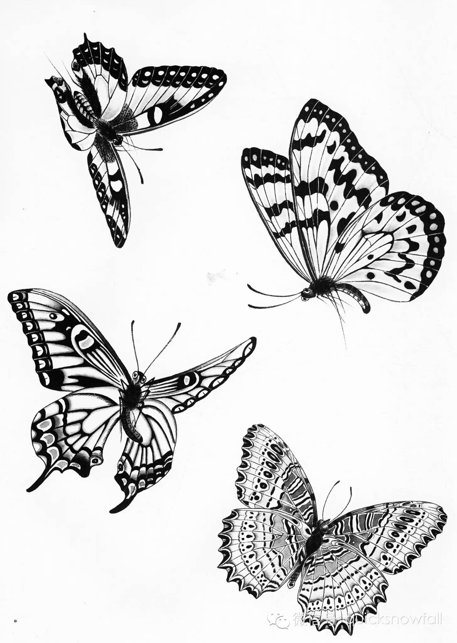 工笔蝴蝶线描画谱4步骤五:朱磦加胭脂点蝶眼,花头提白粉,藤黄加白粉点