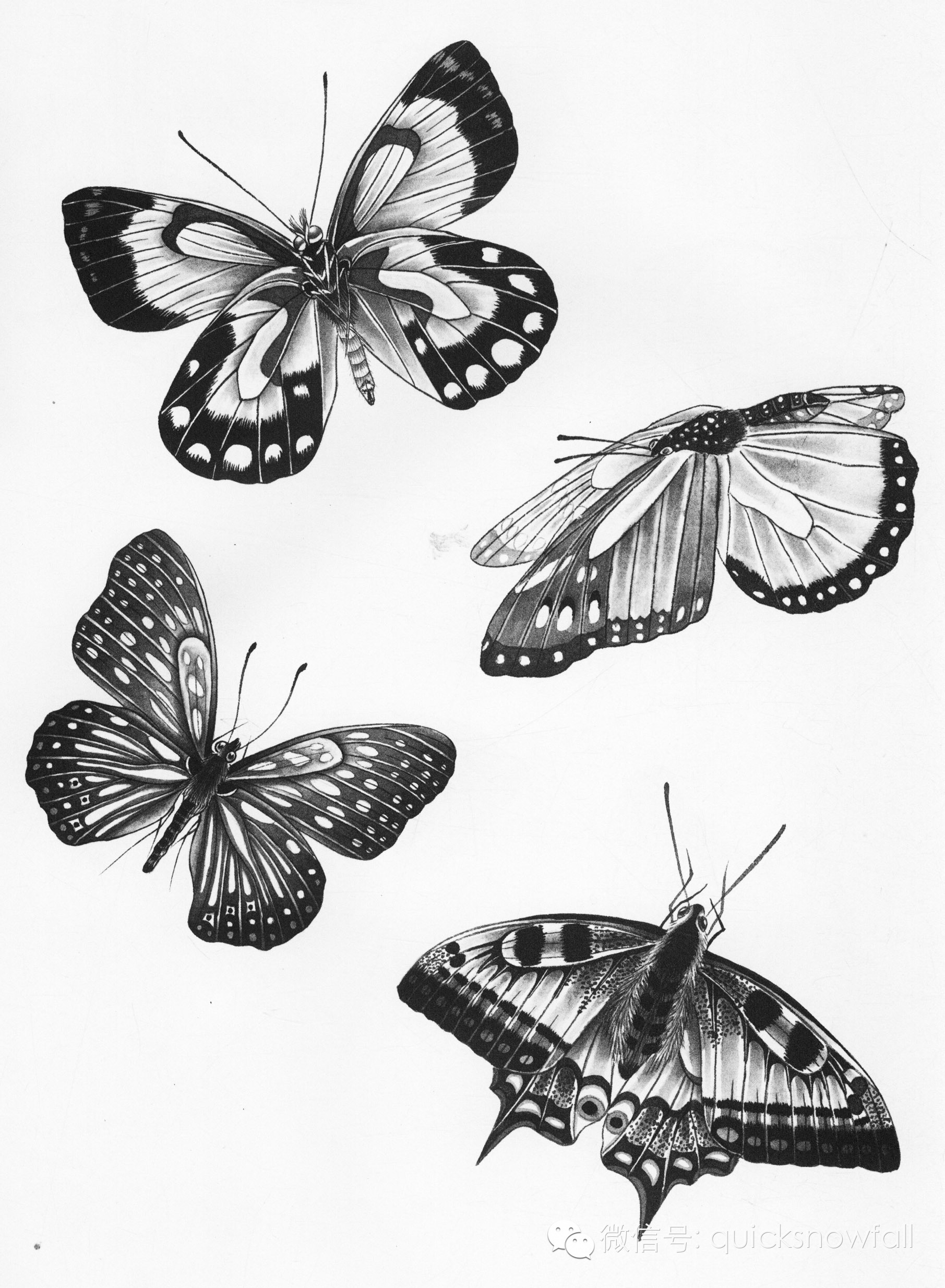 线描蝴蝶侧面图片