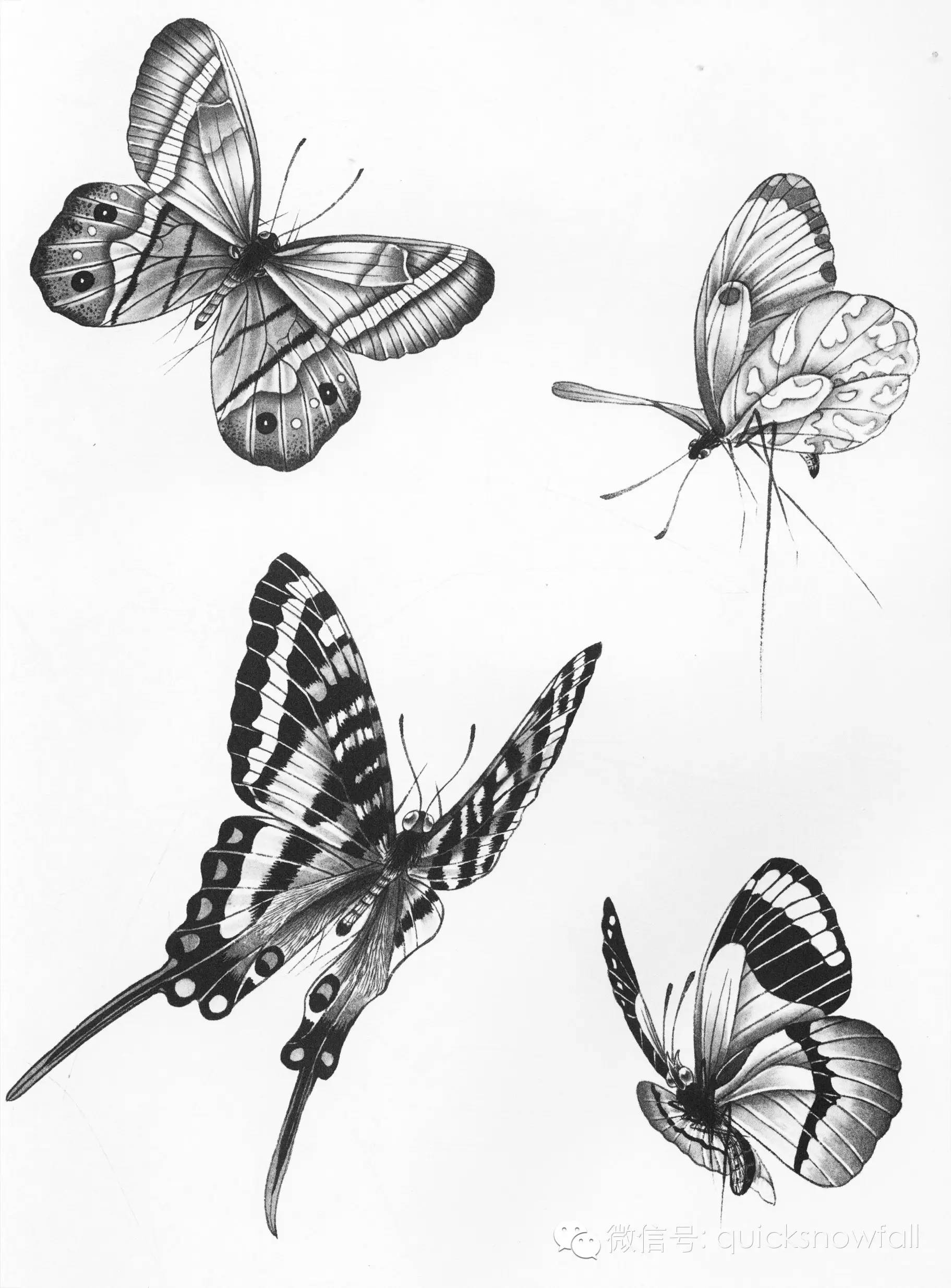 国画基础教程工笔蝴蝶画法与线描画谱